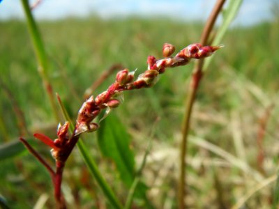 20140409Rumex_acetosella2
