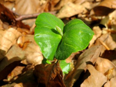 20140413Fagus_sylvatica