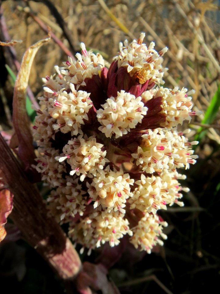 20140311Petasites_hybridus5