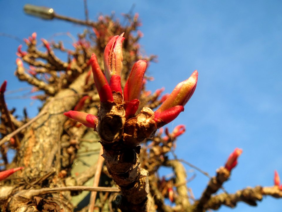 20140320Parthenocissus_quinquefolia1