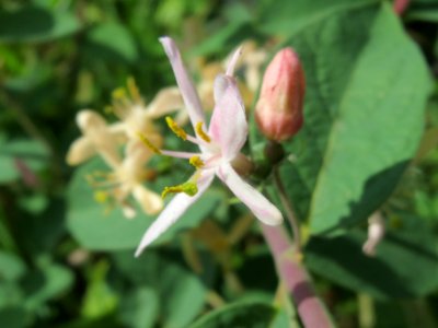 20140409Lonicera_xylosteum2