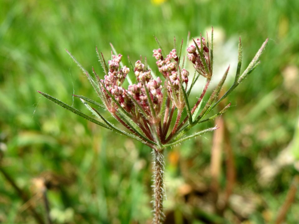 20140413Daucus_carota2