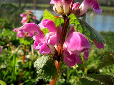 20140311Lamium_maculatum