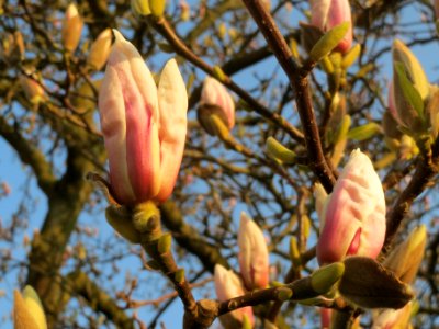 20140313Magnolia_×_soulangeana2