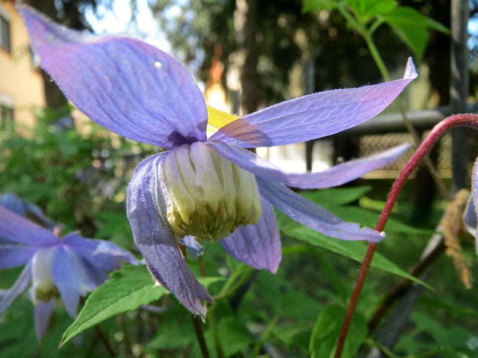 20140411Clematis_alpina3