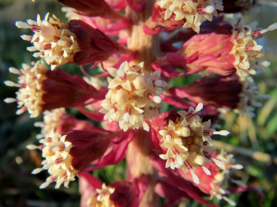 20140311Petasites_hybridus2