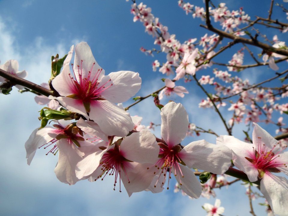 20140316Mandelbluete_Bruehl11