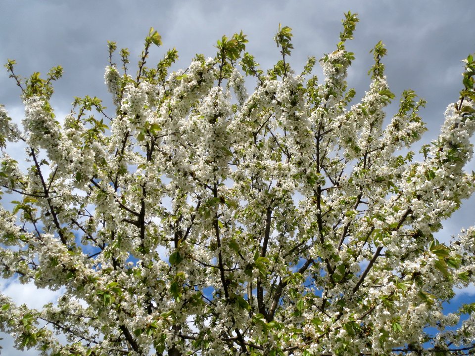 20140408Kirsche_Hockenheim2