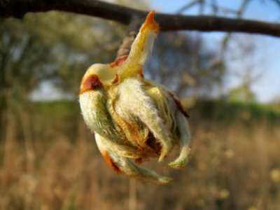 20140317Birne_Hockenheim2