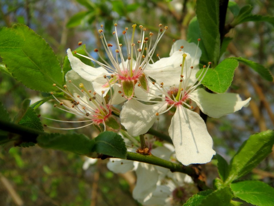 20140316Prunus_spinosa5