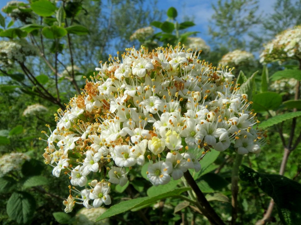 20140410Viburnum_lantana2