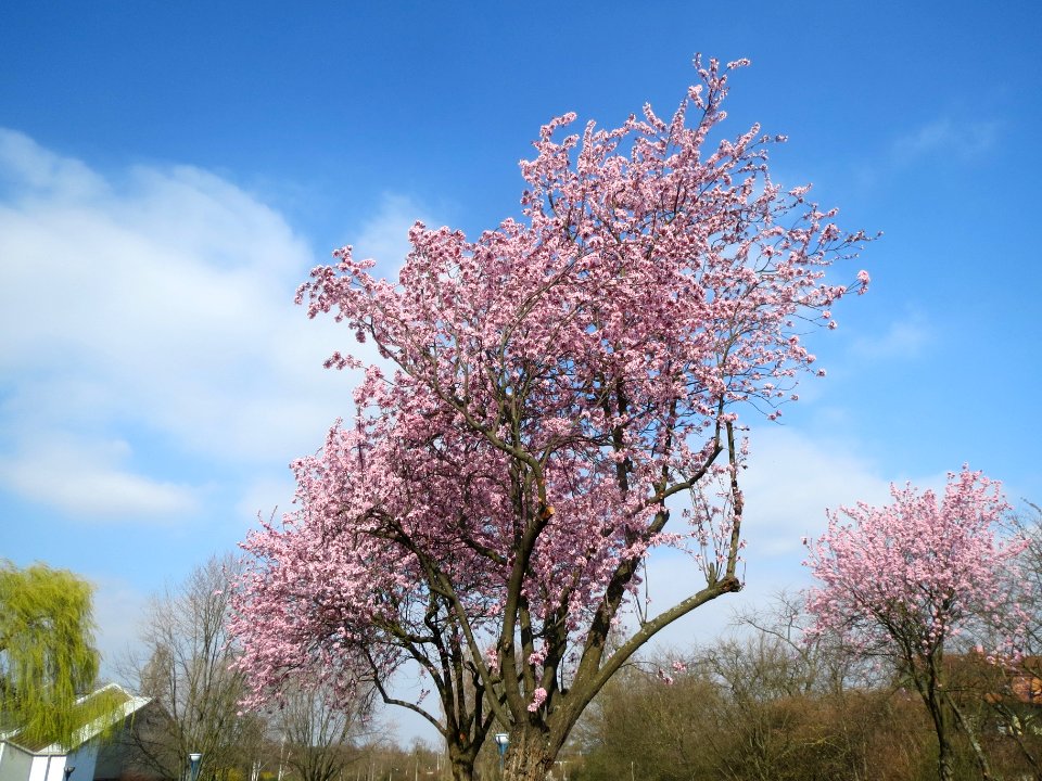 20140316Prunus_cerasifera_Hockenheim7