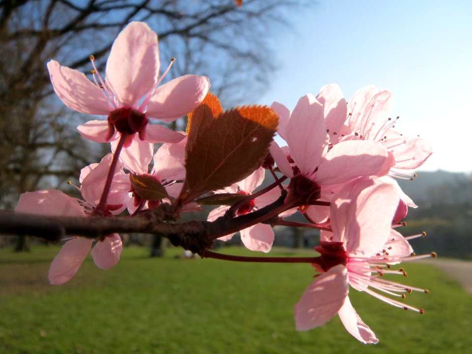 20140311Prunus_cerasifera_Staden4