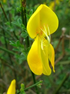 20140409Cytisus_scoparius1