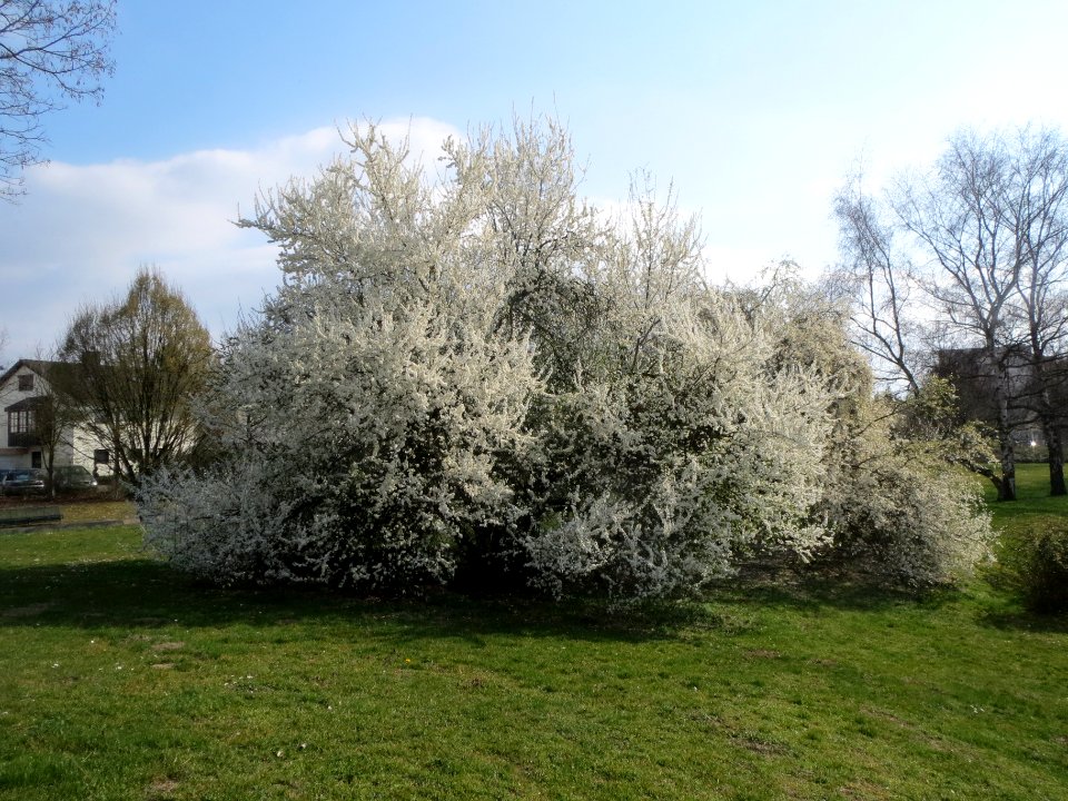 20140316Prunus_cerasifera_Hockenheim5