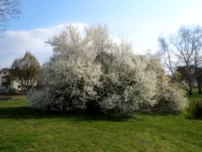 20140316Prunus_cerasifera_Hockenheim5