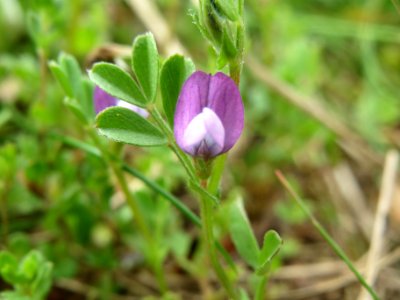 20140407Vicia_lathyroides1