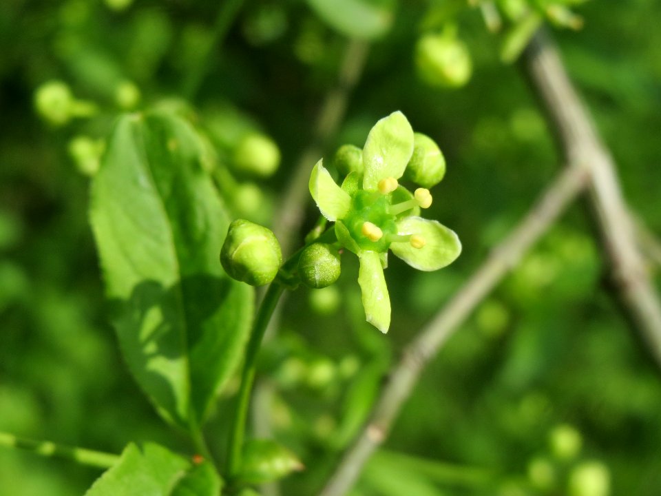 20140410Euonymus_europaeus1