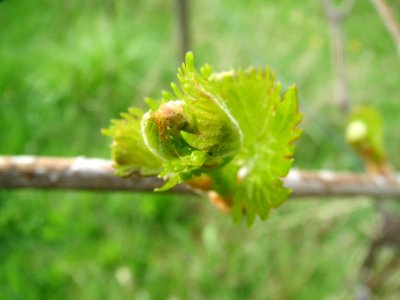 20140407Wein_Hockenheim1