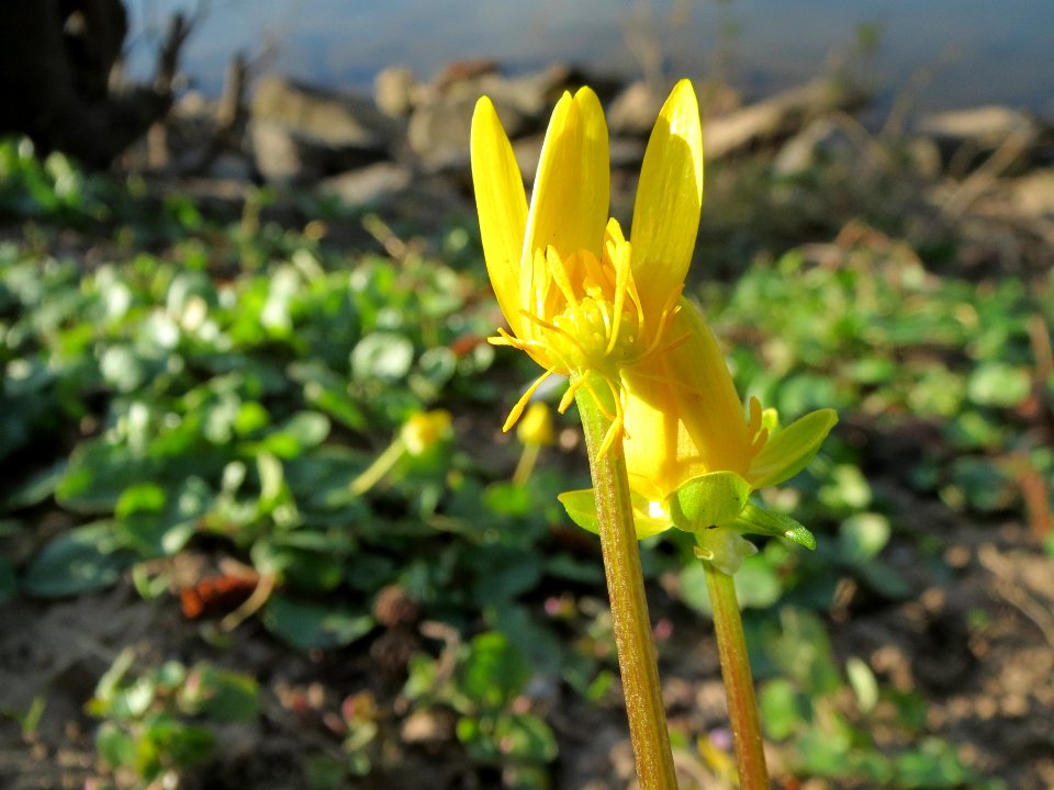 20140311Ficaria_verna