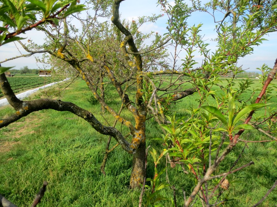 20140410Prunus_dulcis1