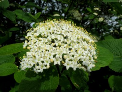20140407Viburnum_lantana