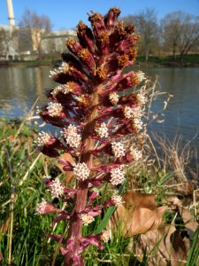 20140311Petasites_hybridus4