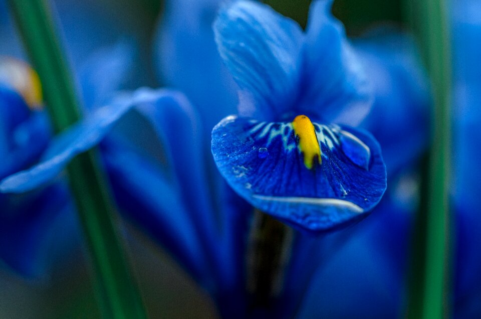Flower garden nature