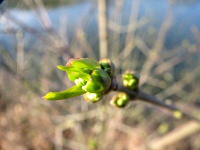 20140311Euonymus_europaeus2