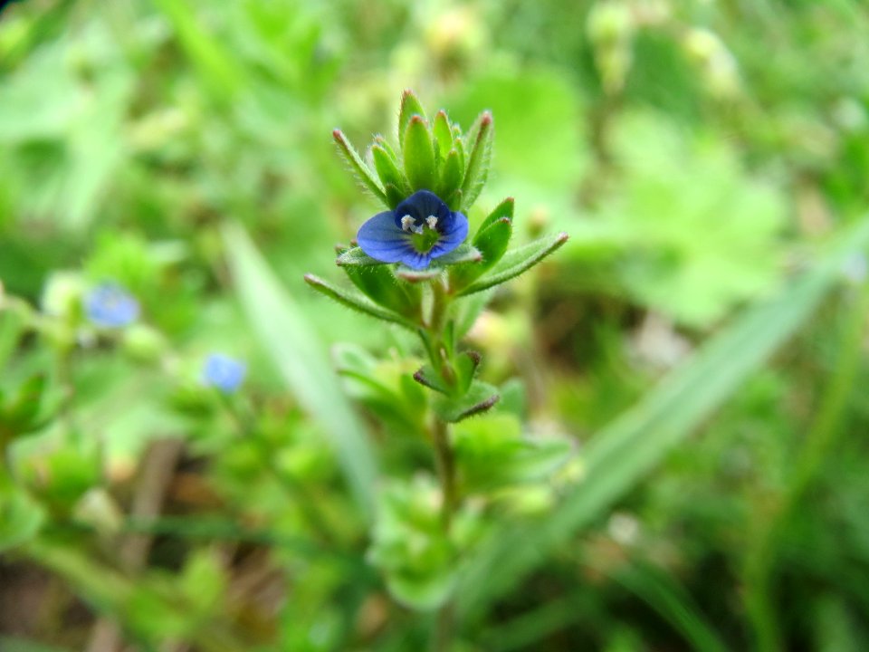 20140407Veronica_verna