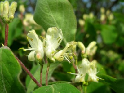 20140410Lonicera_xylosteum3