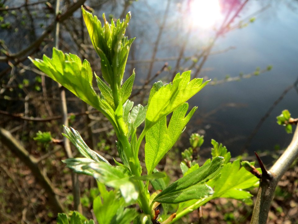 20140311Crataegus_monogyna1