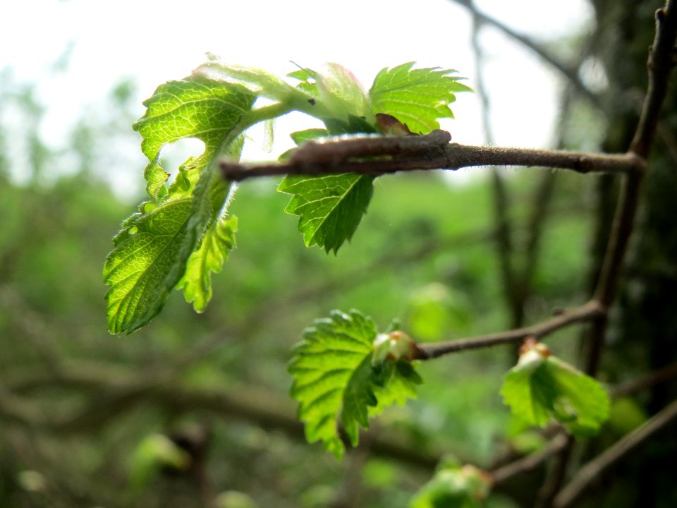 20140407Ulmus_minor08