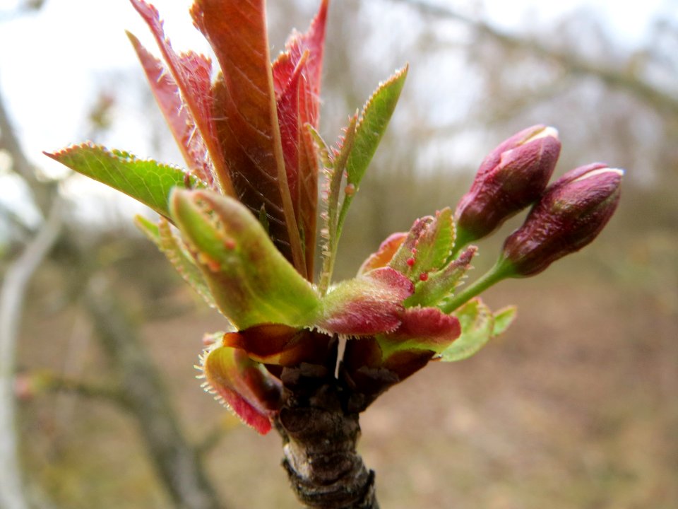 20140315Kirsche_Hockenheim1