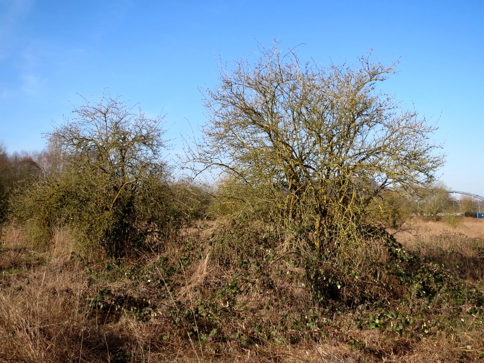 20140311Sambucus_nigra1
