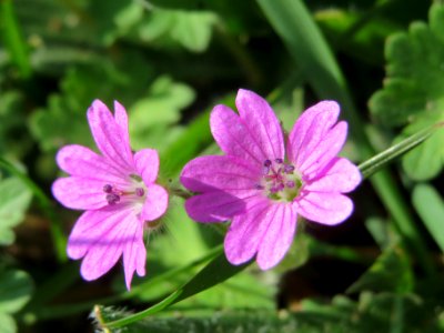 20140410Geranium_molle1