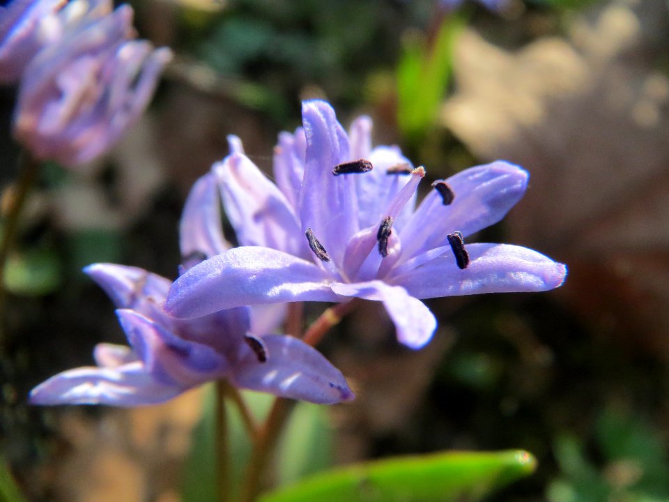 20140313Scilla_luciliae8