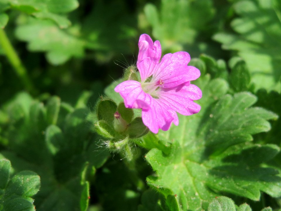 20140409Geranium_molle1