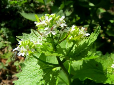 20140413Alliaria_petiolata1