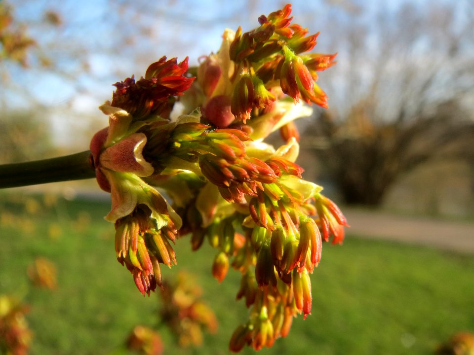 20140311Acer_negundo13