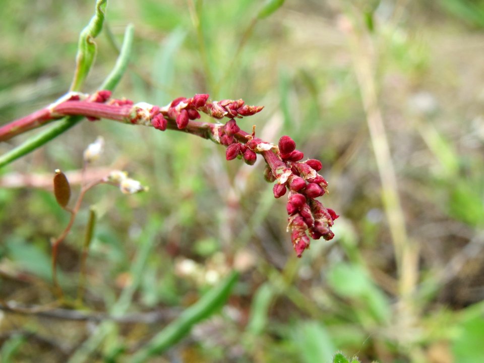 20140409Rumex_acetosella1
