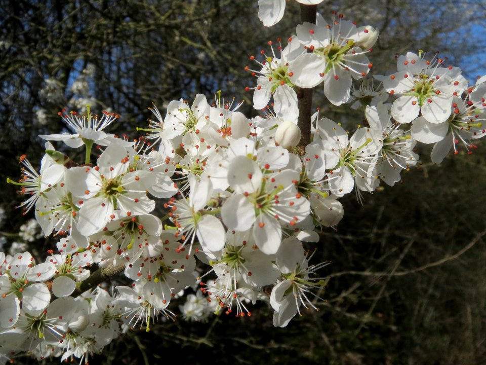 20140316Prunus_spinosa7