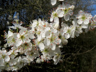 20140316Prunus_spinosa7