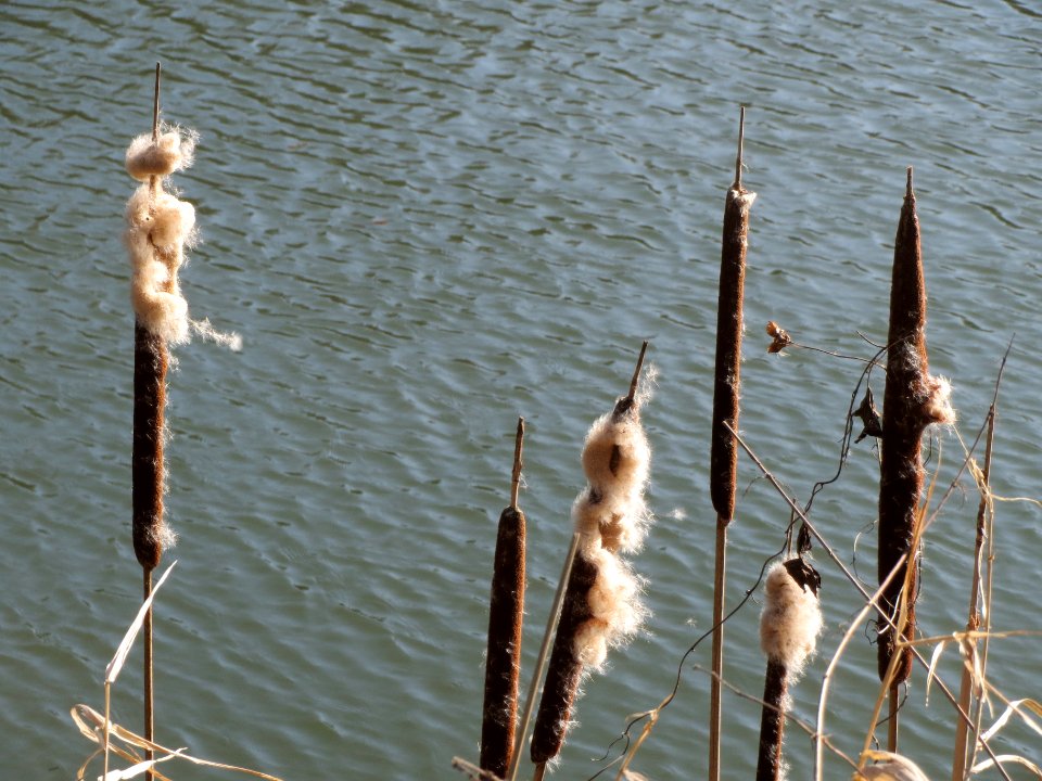 20140311Typha_latifolia