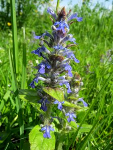 20140410Ajuga_genevensis3