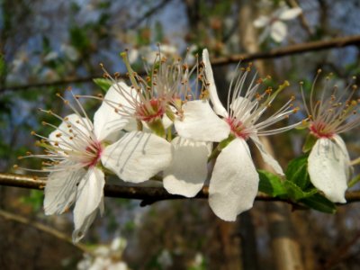 20140316Prunus_spinosa3