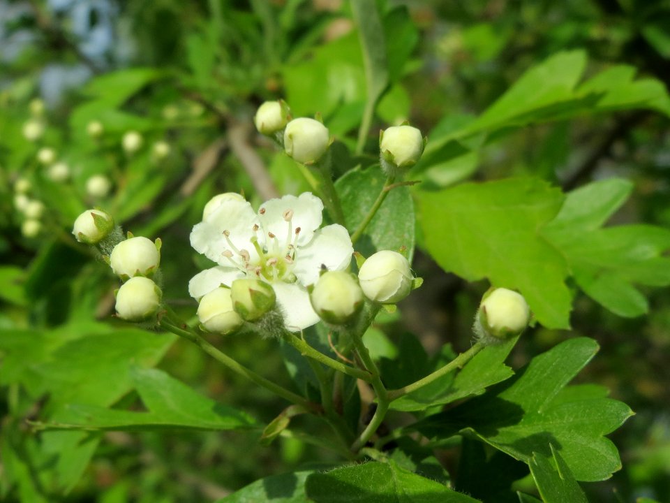 20140410Crataegus_monogyna6
