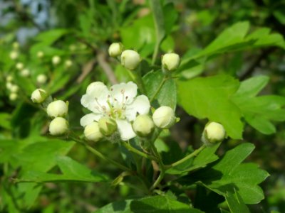 20140410Crataegus_monogyna6