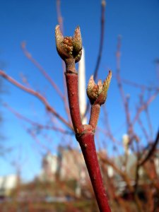 20140311Cornus_sanguinea3