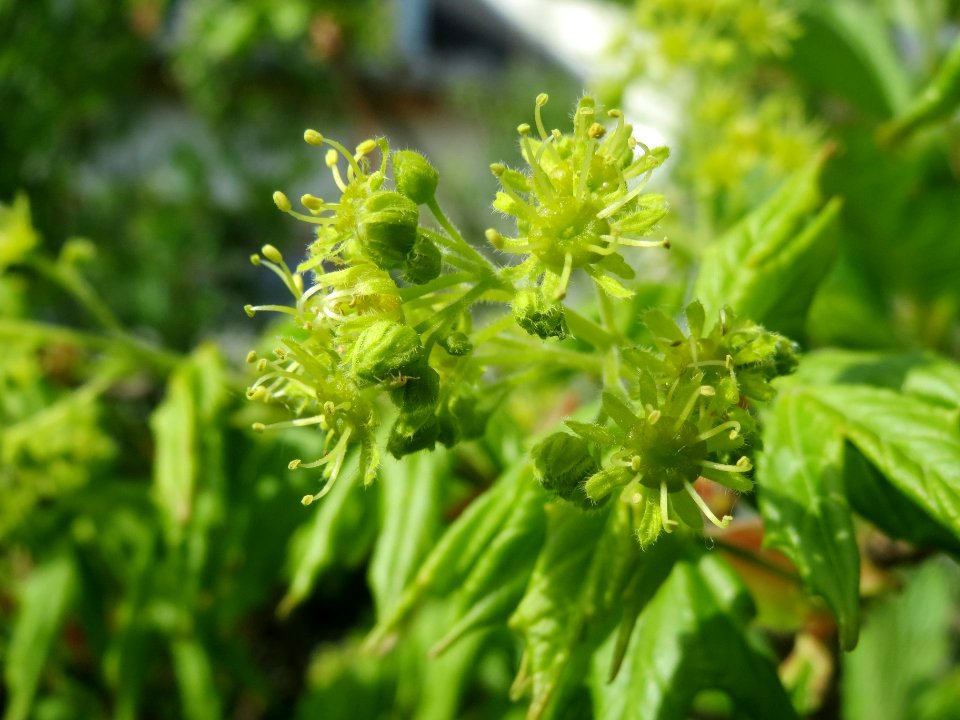 20140410Acer_campestre